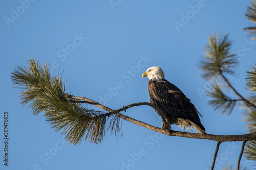 Eagle perched on a branch against a clear blue sky.