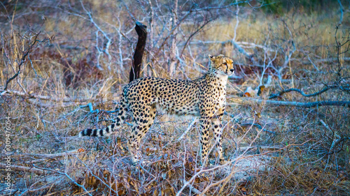 cheetah in kruger national park, mpumalanga, south africa