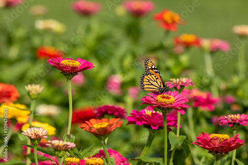 Monarch Butterfly on Pink Zinnia photo