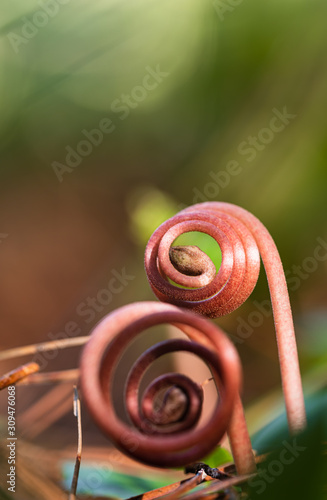 Spiral plant seedlings close-up. Brown plant seedlings are blooming. Seeds th...