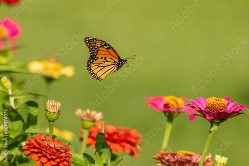 Monarch Butterfly in Flight