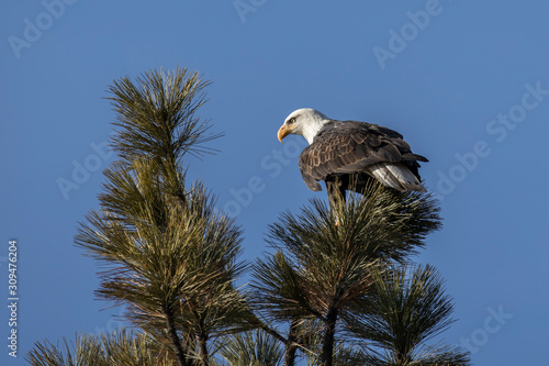 Alert bald eagle looks for fish.