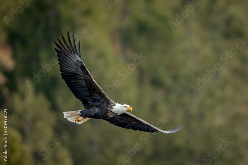 Εκτύπωση καμβά Bald eagle soaring low near the trees.