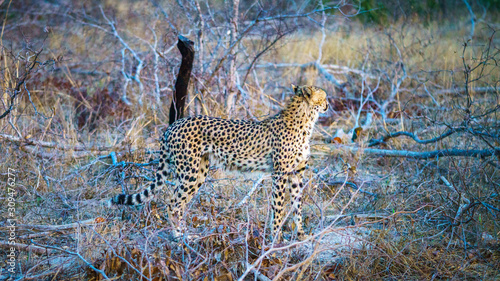 cheetah in kruger national park, mpumalanga, south africa