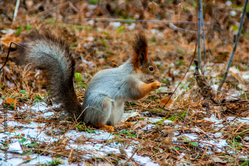 Squirrel eats nuts Squirrel eats nuts
