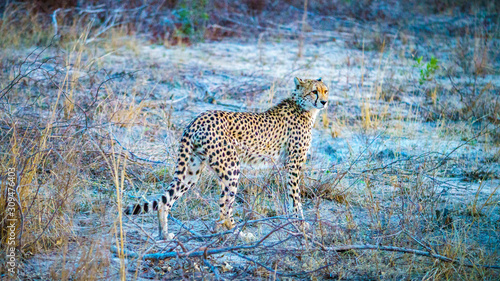 cheetah in kruger national park, mpumalanga, south africa