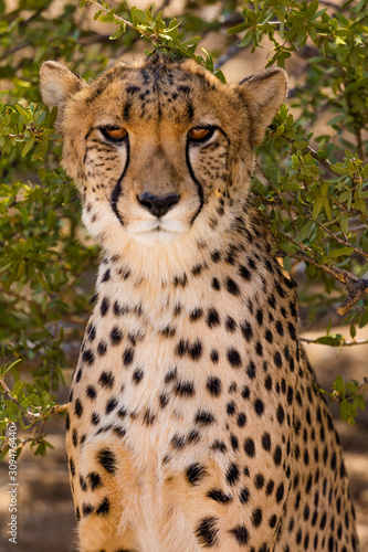 A Cheetah at a Cheetah Farm near Solitaire, a Small Town in Central Namibia