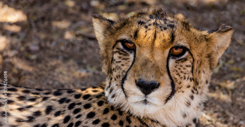 A Cheetah at a Cheetah Farm near Solitaire, a Small Town in Central Namibia