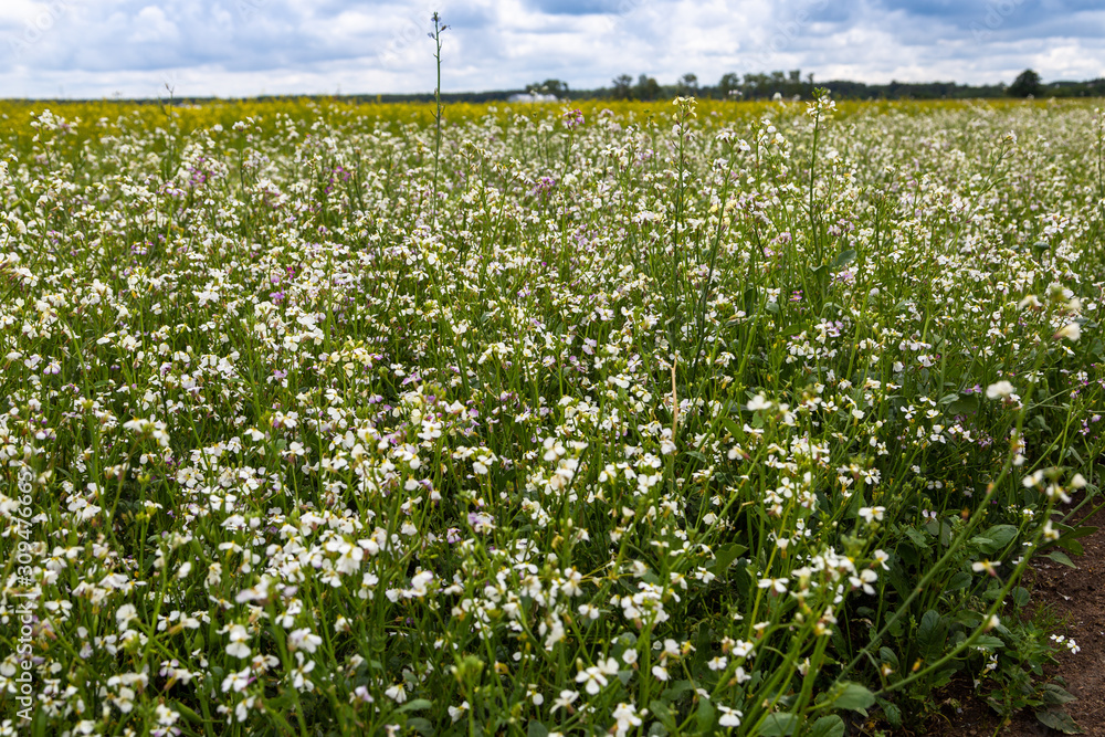 cover crops oil radish (Raphanus seradella the var. plants) in white on a field cover crops oil radish (Raphanus seradella the var. plants) in white on a field