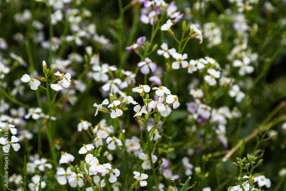cover crops oil radish (Raphanus seradella the var. plants) in white on a field cover crops oil radish (Raphanus seradella the var. plants) in white on a field