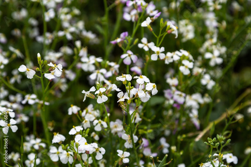 cover crops oil radish (Raphanus seradella the var. plants) in white on a field