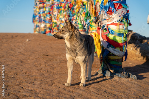 ritual buddhist colored ribbons and dog on a sand