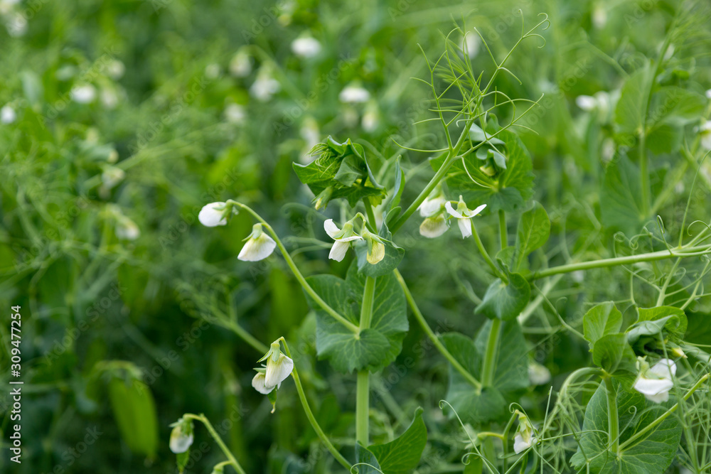 Blooming pea plants. Beautiful white flowers, green field background. Blooming pea plants. Beautiful white flowers, green field background.