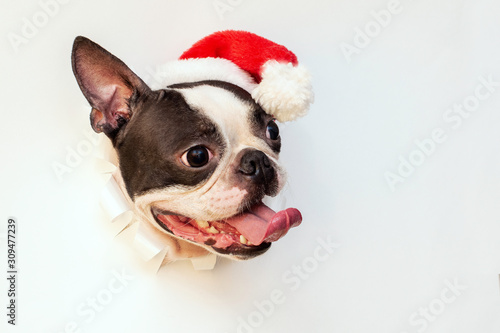 The head of a Boston Terrier dog looks through a hole in white paper and wears a Santa hat.Creative. Minimalism. The concept of a New year.Creative art. © leksann