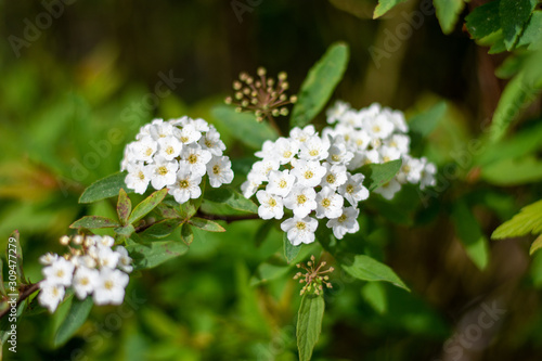 flowers in nature background