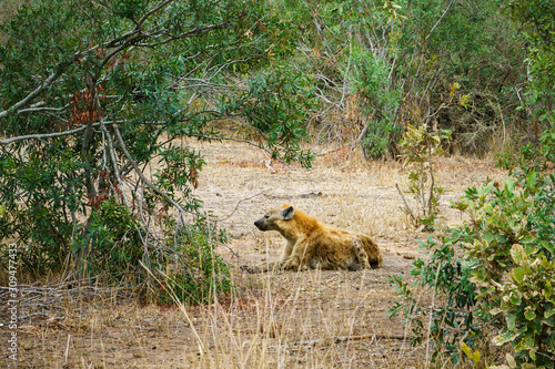 Wallpaper Mural hyena in kruger national park, mpumalanga, south africa Torontodigital.ca