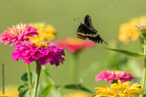 Black Swallowtail Butterfly in Flight