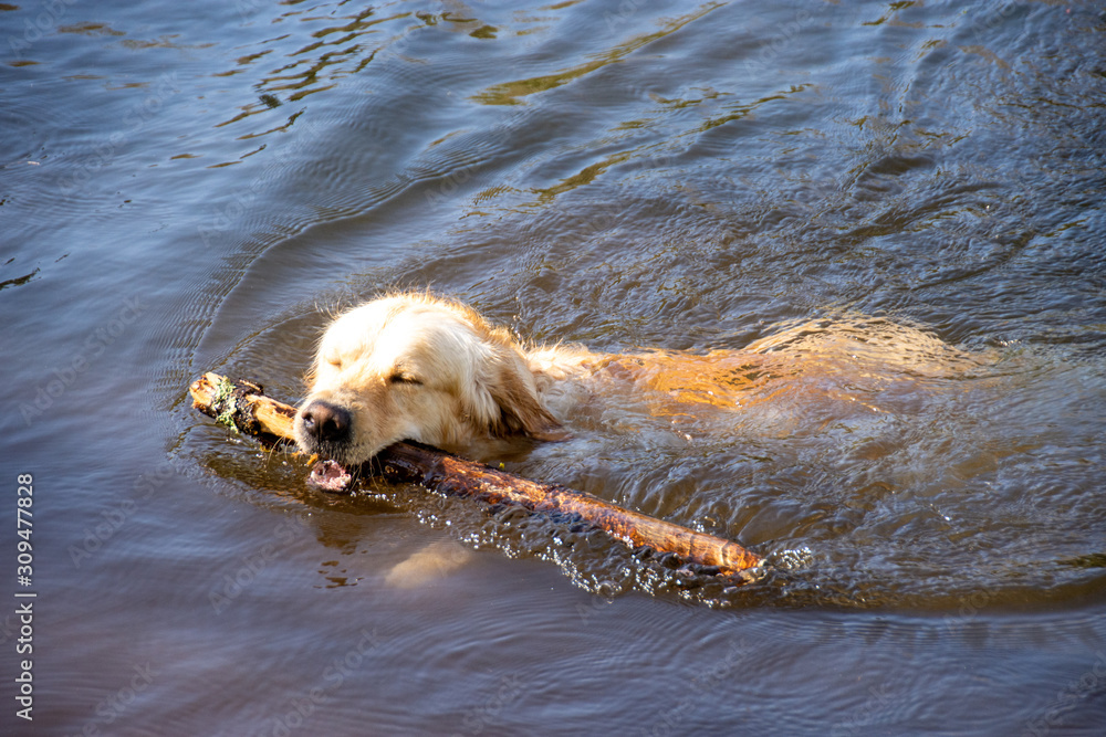 dog Playing in water, dachshund puppy dog swim in the river dog Playing in water, dachshund puppy dog swim in the river