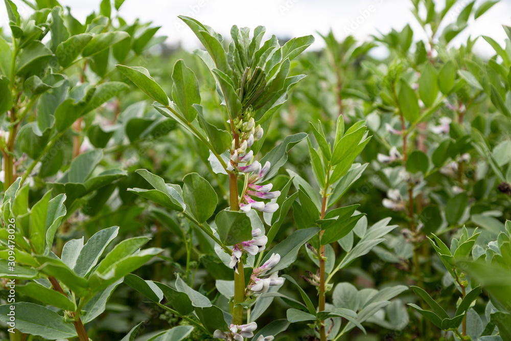 Broad Bean flowers and plant in the garden