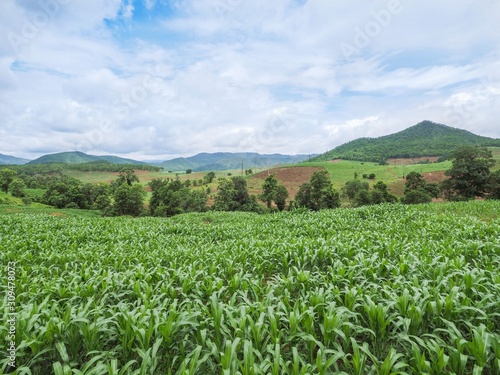 The deforestation problem caused from the expansion of corn farming area by ethnic groups (hill tribe people) in mountainous area of Northern Thailand.