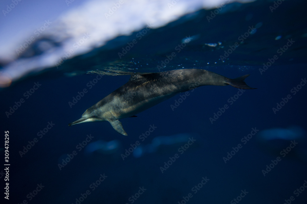 Fototapeta premium dolphins in water