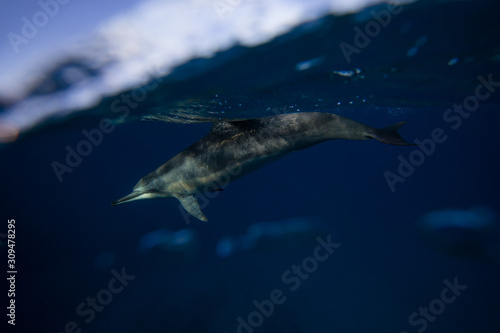 dolphins in water © Giuseppe