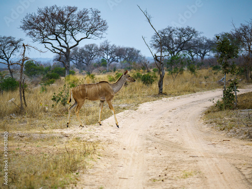 kudus in kruger national park  mpumalanga  south africa