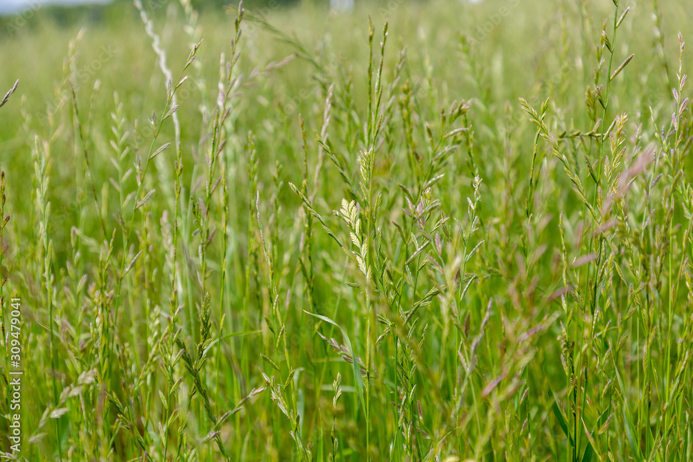 Obraz premium Perennial ryegrass (Lolium perenne L.)