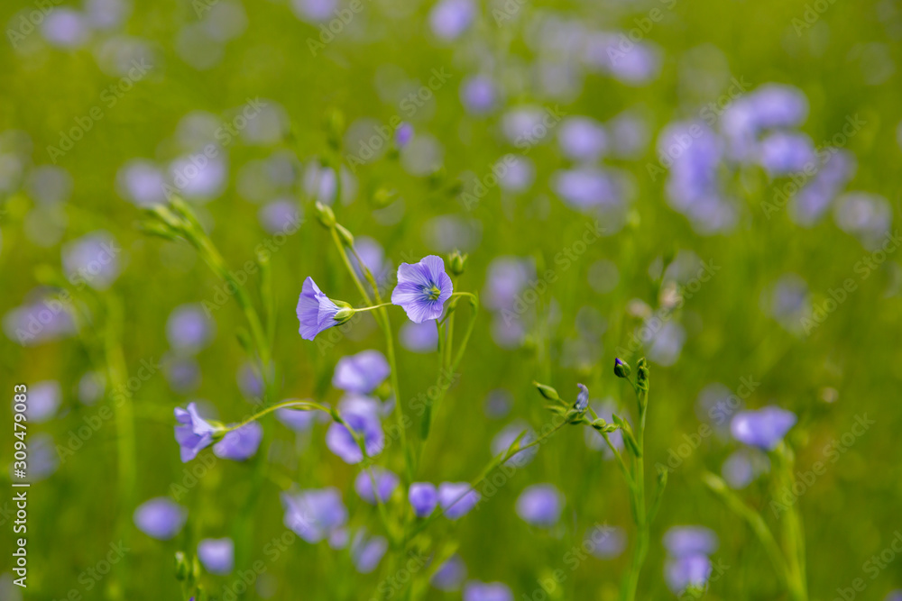 Flax field blooming, flax agricultural cultivation. Blooming flax field Flax field blooming, flax agricultural cultivation. Blooming flax field