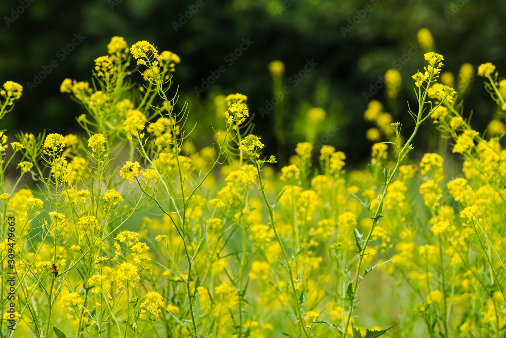Flowering plants, Rape plant in spring against a nature background, Many yellow flowers Flowering plants, Rape plant in spring against a nature background, Many yellow flowers