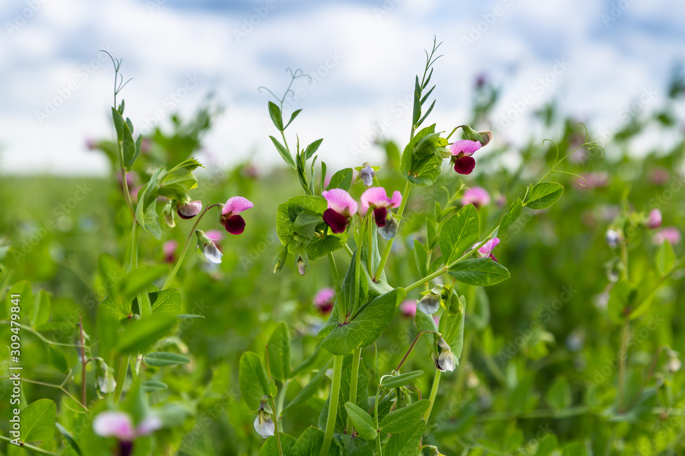 Blooming vegetable pea in the field