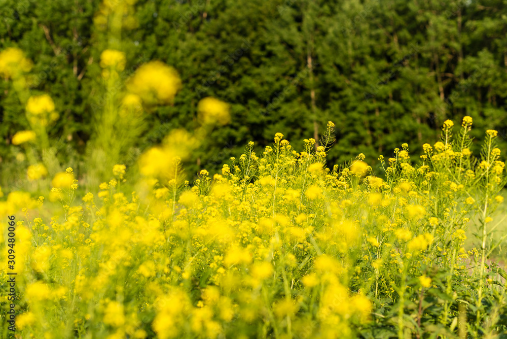 Obraz premium Flowering plants, Rape plant in spring against a nature background, Many yellow flowers