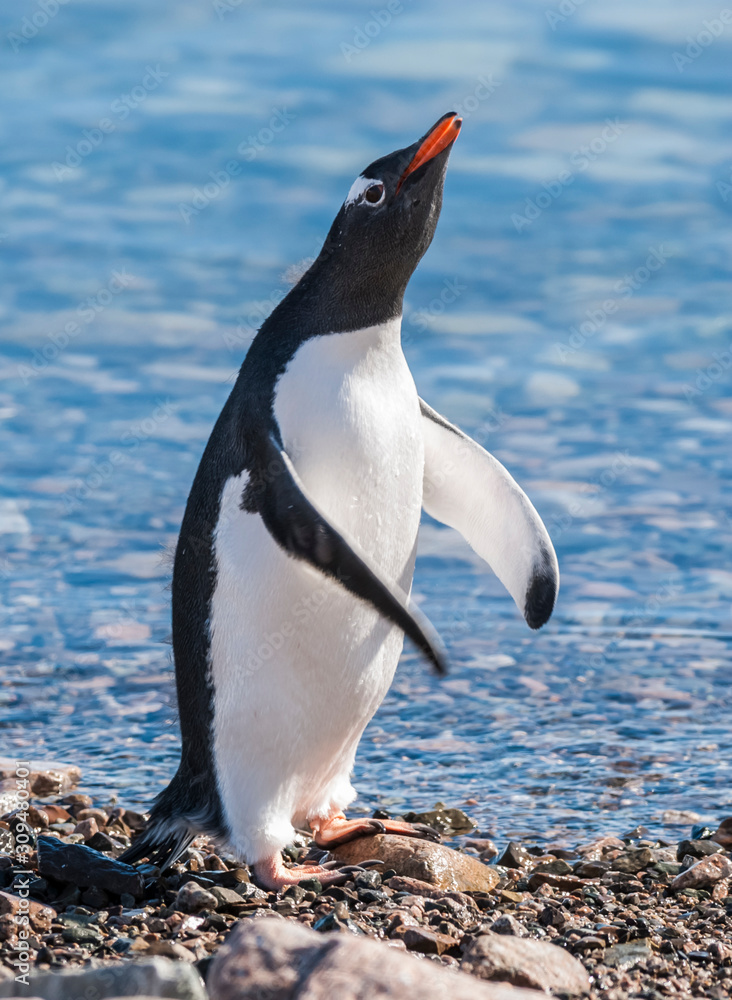 Naklejka premium Gentoo Penguin in Neko Harbour, Península Antártica.