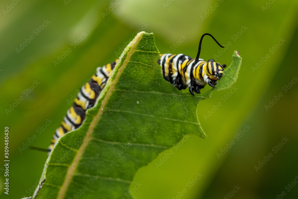 Fototapeta premium Monarch Caterpillar Eating Milkweed