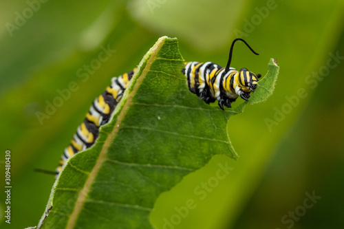 Monarch Caterpillar Eating Milkweed © Melody Mellinger