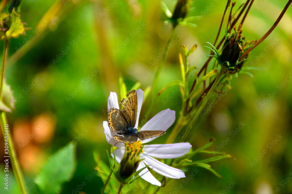 a beautiful butterfly sits on a wildflower with white petals a beautiful butterfly sits on a wildflower with white petals