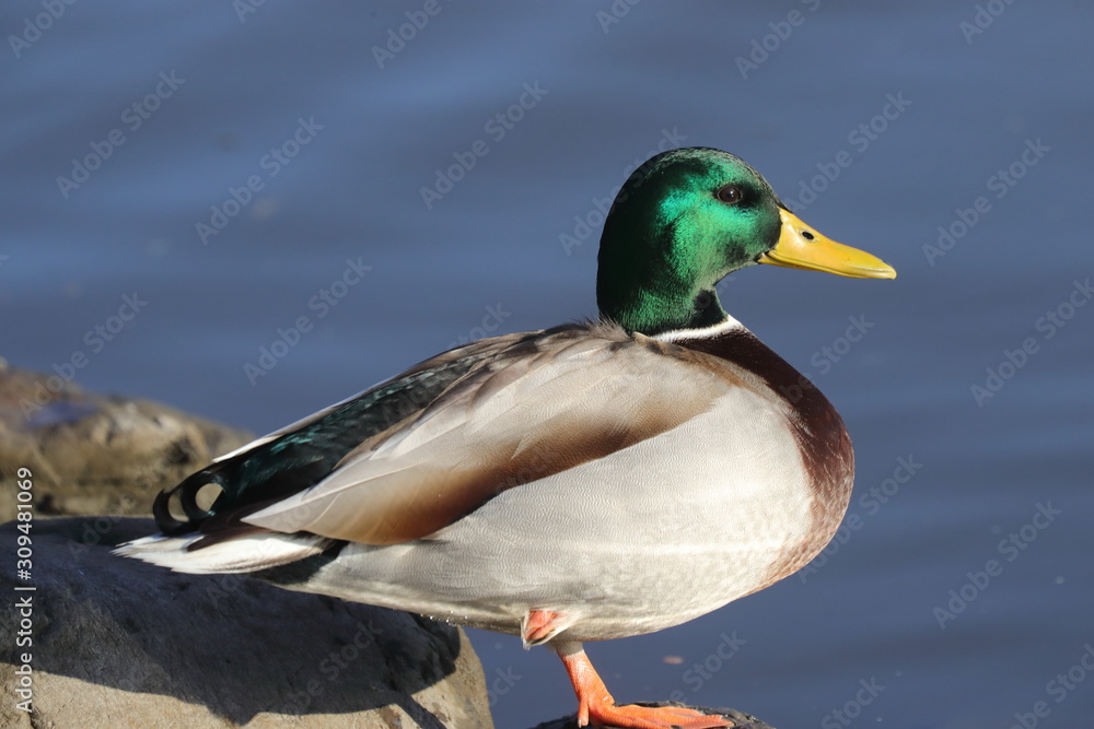 Fototapeta premium マガモ