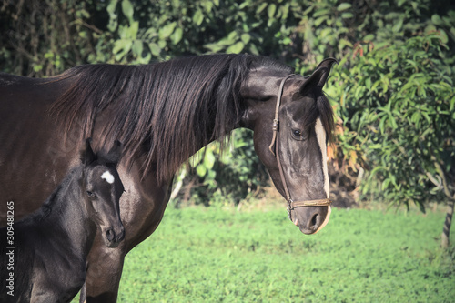 black Marwari dam with her foal photo