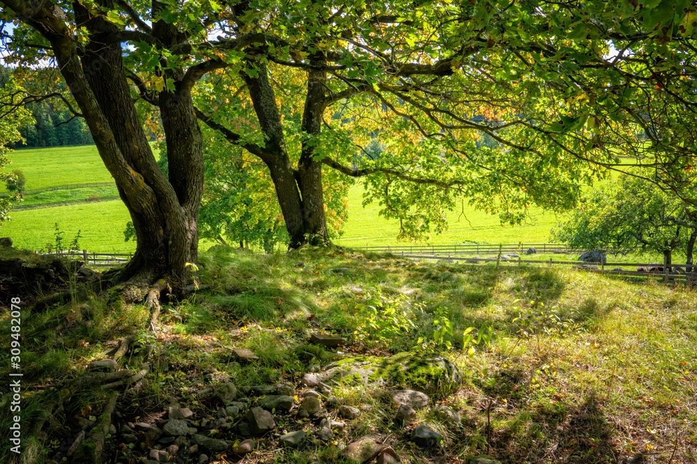 Fototapeta premium Early fall in the countryside. The sun is shining beautifully and the temperature is very pleasant.