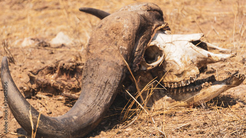 buffalo skull