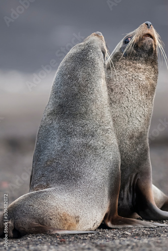 Antarctic fur seal,Arctophoca gazella, an beach, Antartic peninsula.