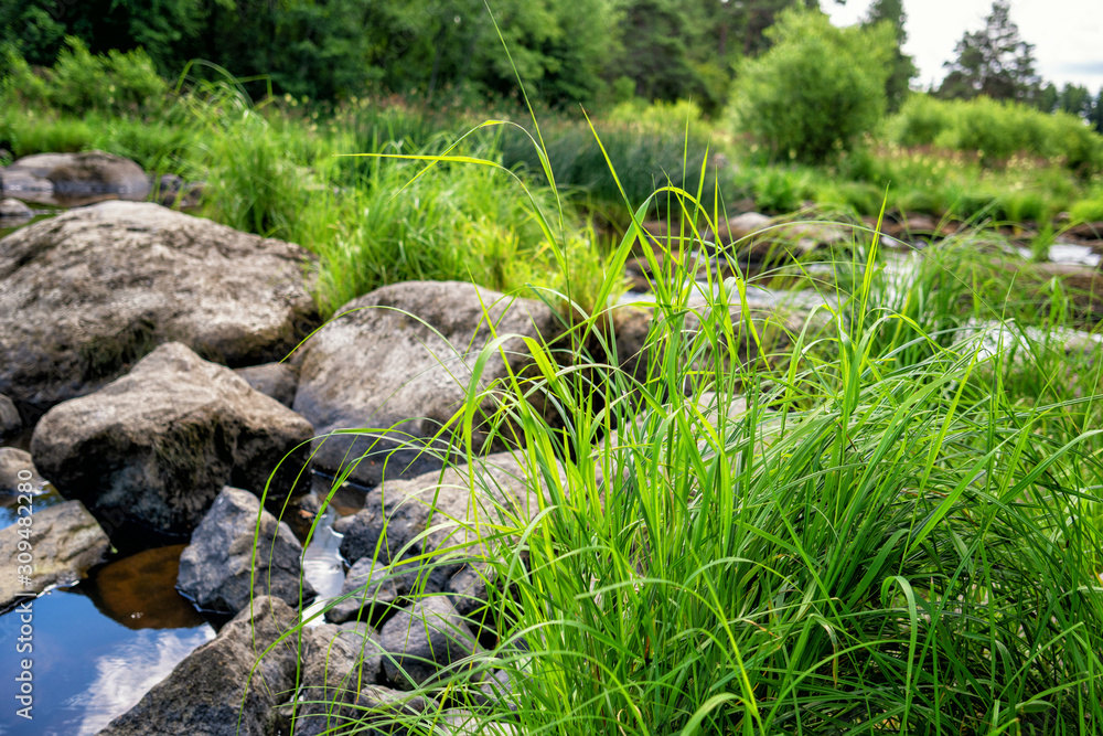 A drying up small river in a hot summer day. A drying up small river in a hot summer day.