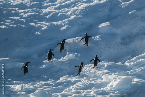  Gentoo Penguin,Pygoscelis papua, on iceberg, Antartica