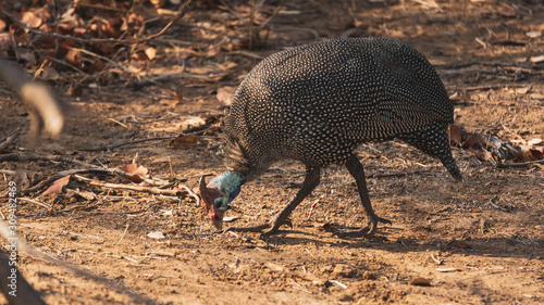 wild chicken