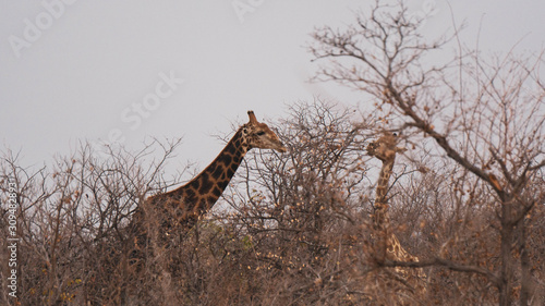 giraffe in kruger national park © Hannes