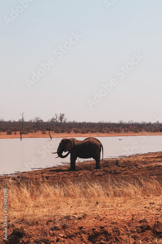 elephant in soutrh africa