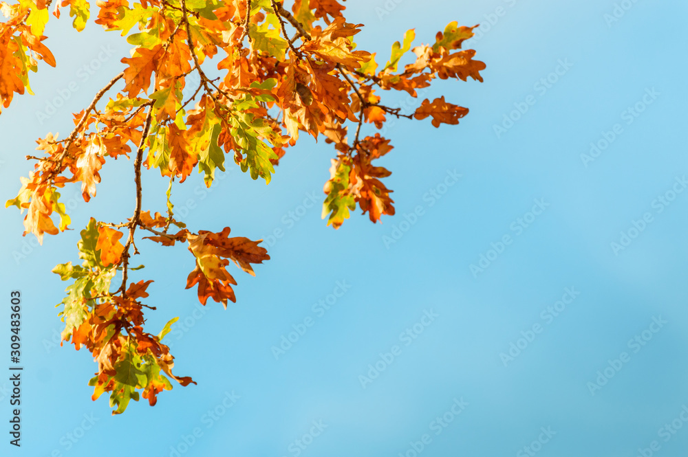Colorful autumn oak leaves against the blue sky. Colorful autumn oak leaves against the blue sky.