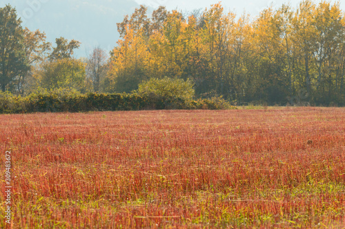 Cut buckwheat after the harvest, red stems in the field.