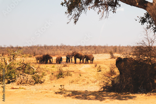 Photography elephants in the savanna