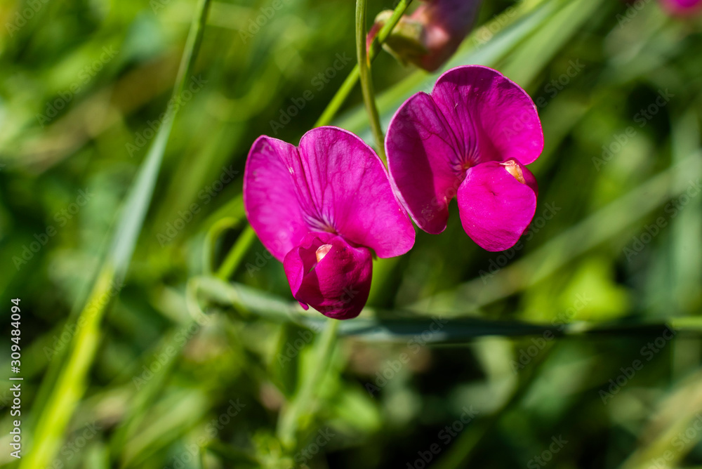 Purple Lathyrus tuberosus, Knollen-Platterbse, Macro photo of Lathyrus tuberosus, color Purple Lathyrus tuberosus, Knollen-Platterbse, Macro photo of Lathyrus tuberosus, color